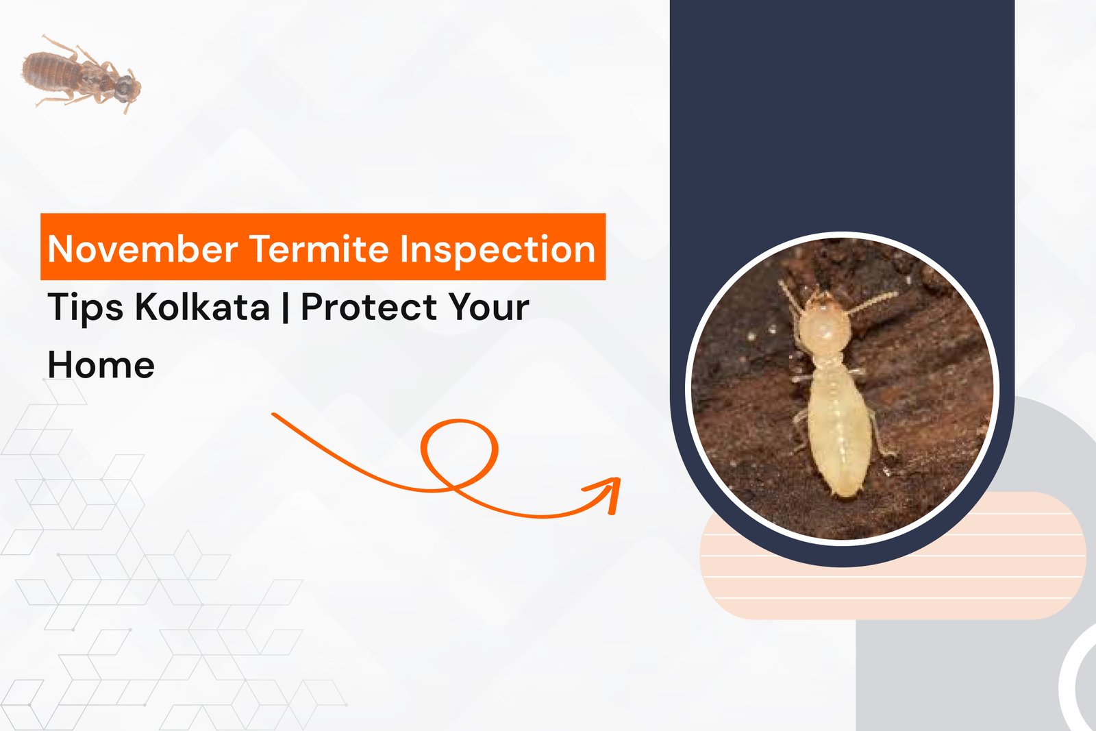 November Termite Inspection Tips Kolkata | Protect Your Home